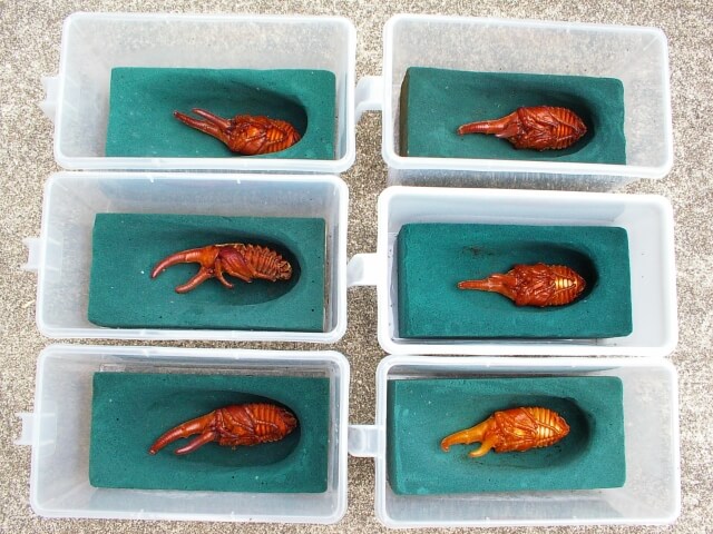 ヘラクレス・ヘラクレス　蛹化　人工蛹室