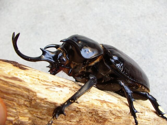 マルスゾウカブト