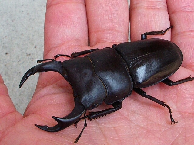 国産オオクワガタ