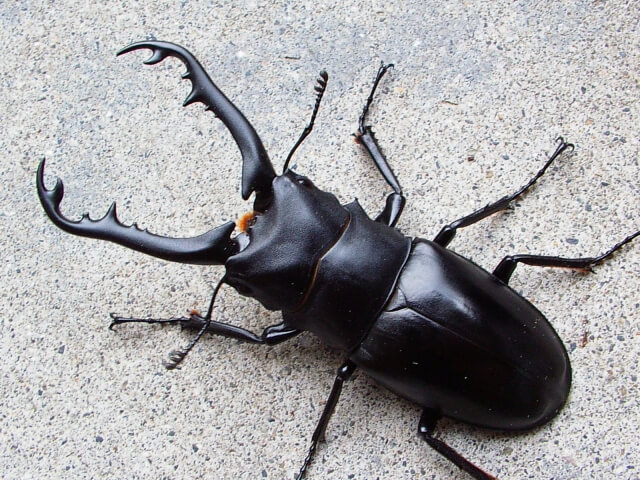 ギラファノコギリクワガタ ジャワ