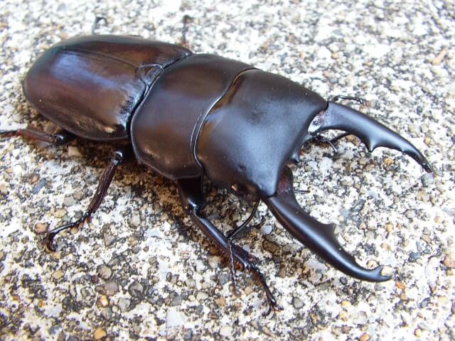 ティティウスヒラタクワガタ