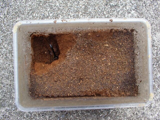 ヘラクレス・ヘラクレス　蛹室　角曲がり