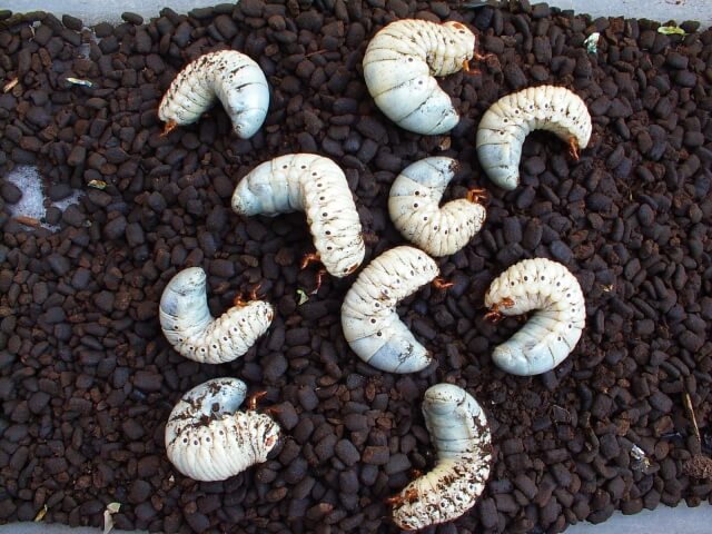 マルスゾウカブト　幼虫