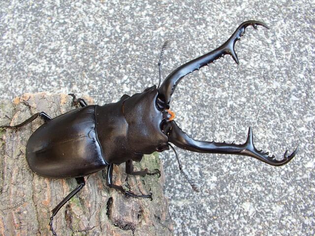 クワガタ飼育height=225 クワガタ飼育