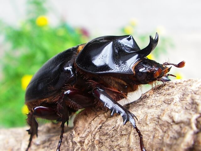 タルパミツノカブト