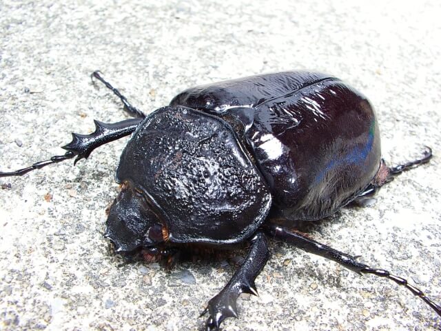 マルスゾウカブト