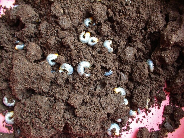 パプアキンイロクワガタ　産卵