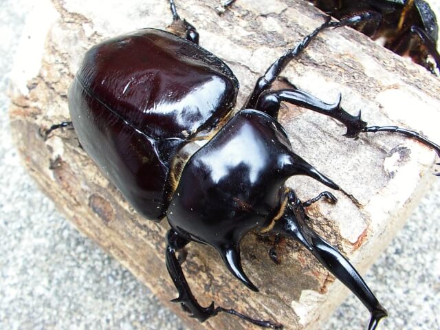 マルスゾウカブト