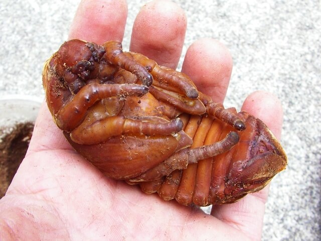 ヘラクレス・ヘラクレス　蛹　メス