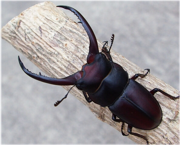 グラキリスノコギキクワガタ