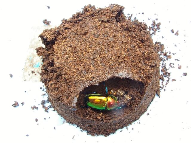 パプアキンイロクワガタ