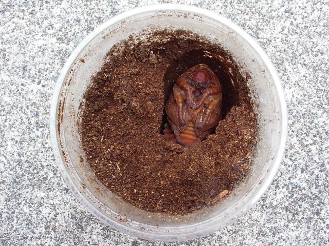 ヘラクレス・ヘラクレス　蛹　露天掘り　メス