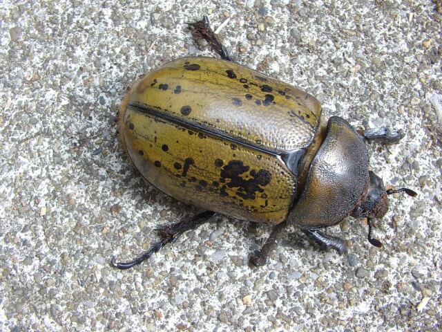 ヒルスシロカブト