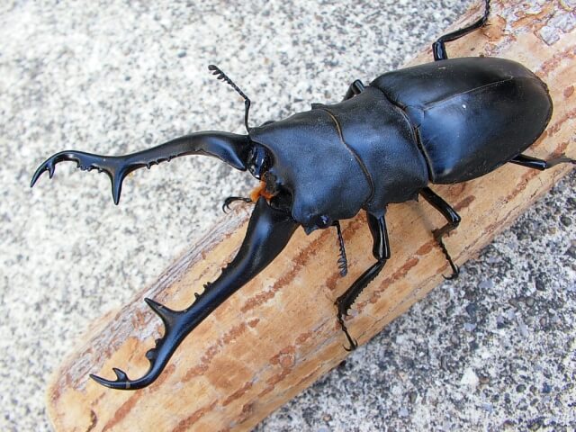 ギラファノコギリクワガタ　ケイスケイ