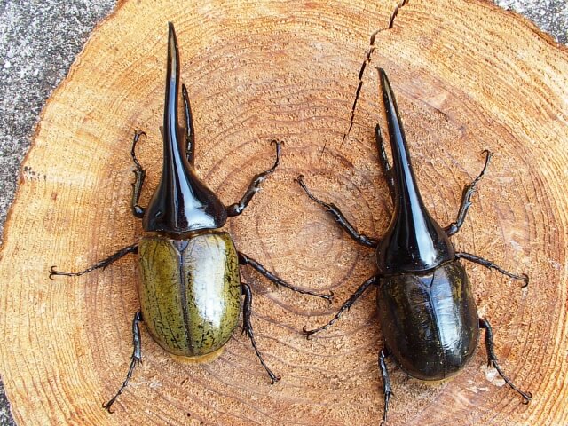 ヘラクレス・ヘラクレス