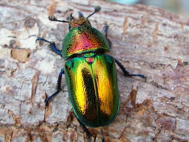 パプアキンイロクワガタ