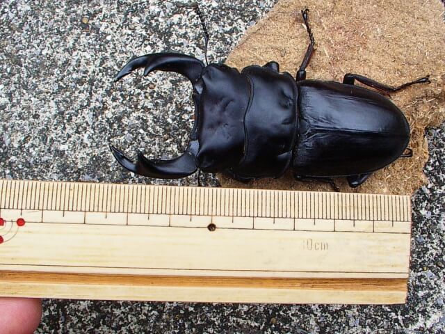 国産オオクワガタ