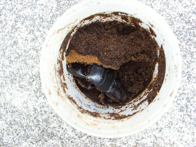 スマトラオオヒラタクワガタ