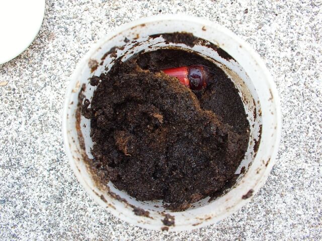 国産オオクワガタ　メス