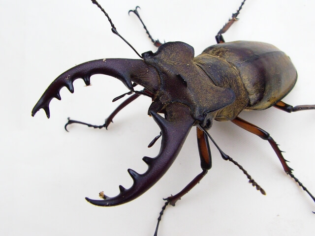 国産ミヤマクワガタ