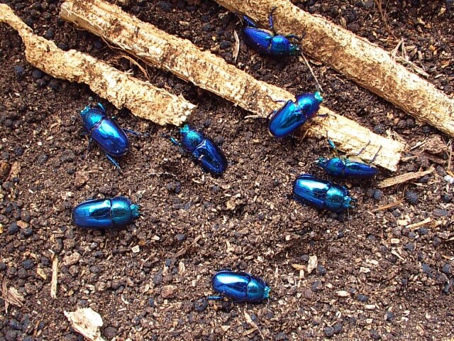 パプアキンイロクワガタ