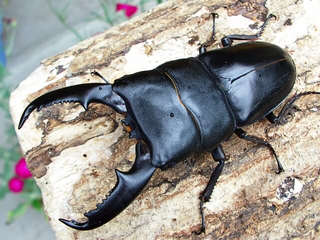 サマールオオヒラタクワガタ