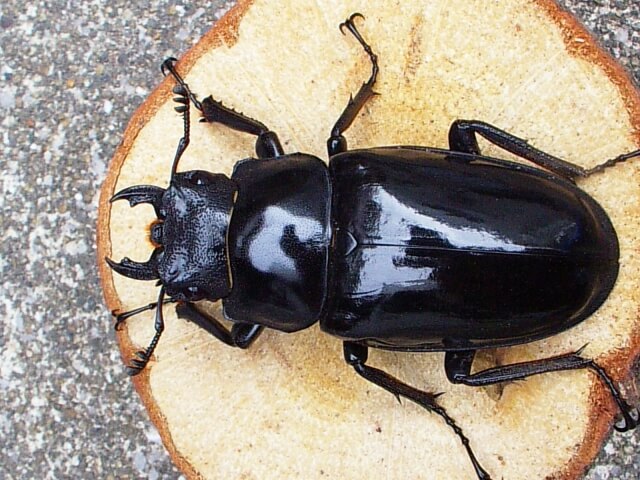 ギラファノコギリクワガタ　ダイスケ