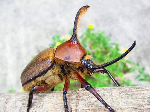 ゴロファ・エアクスタテヅノカブト