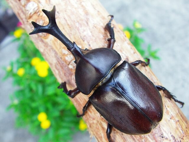 国産カブトムシ