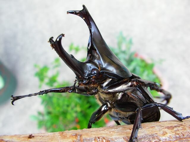 マレーギデオンヒメカブト