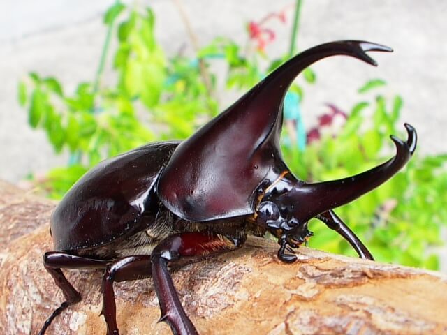 ウリセスヒメカブト