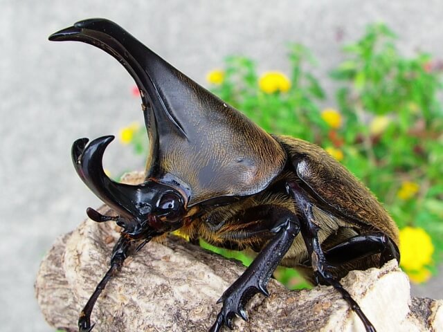 ケブカヒメカブト