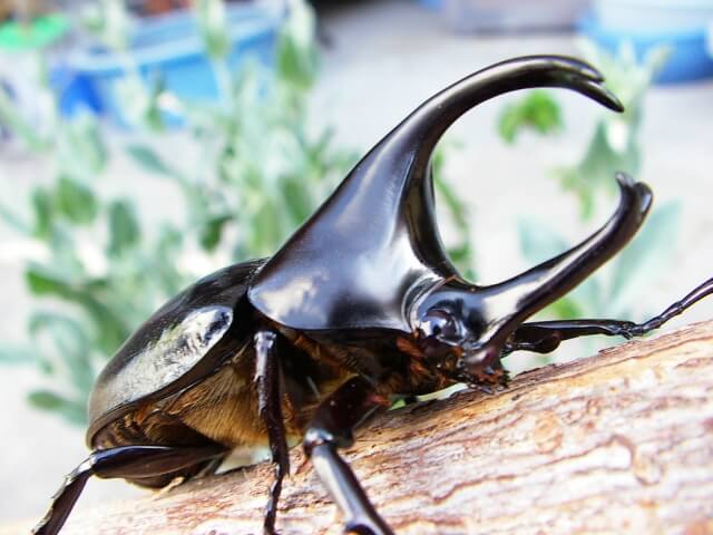 パプアヒメカブト