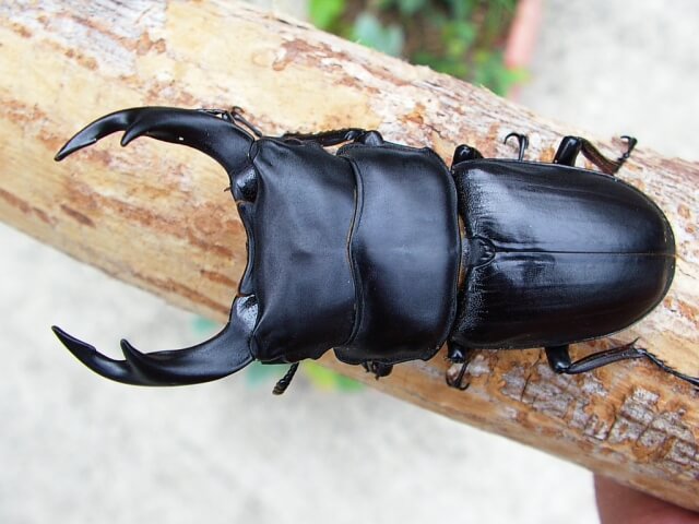 国産オオクワガタ