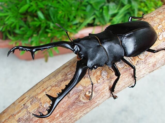 ギラファノコギリクワガタ　ケイスケ