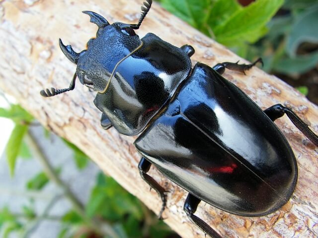 ギラファノコギリクワガタ ジャワ ssp.borobudur