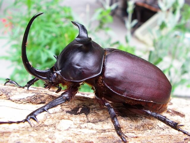 シャムゴホンヅノカブト