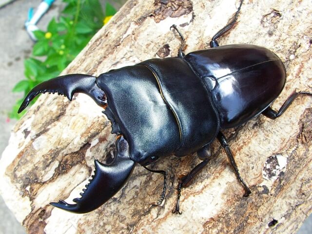 スマトラオオヒラタクワガタ