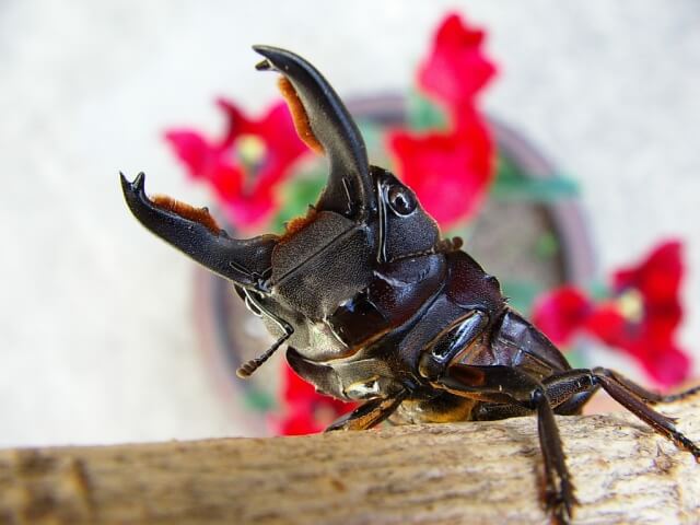 タウルスヒラタクワガタ