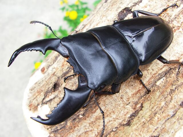 スマトラオオヒラタクワガタ