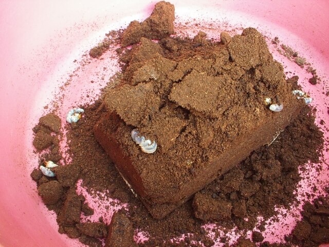 パプアキンイロクワガタ