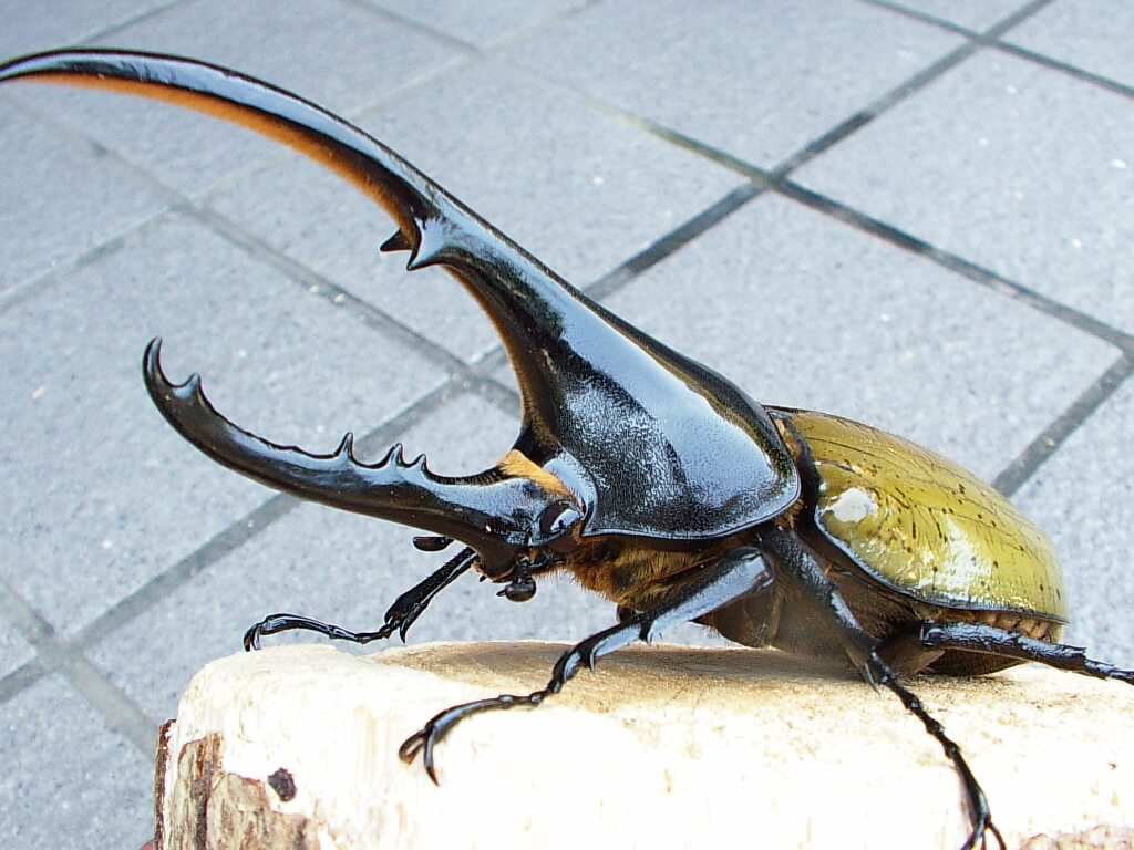 ヘラクレス・ヘラクレス