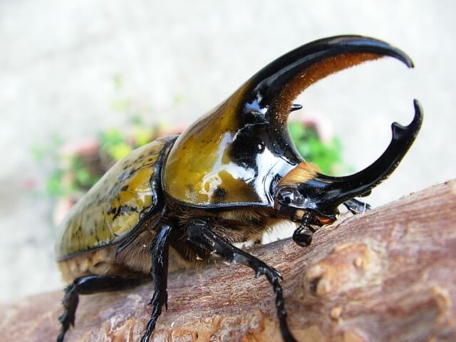 ヒルスシロカブト