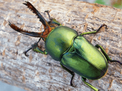 パプアキンイロクワガタ