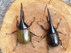 ヘラクレス画像