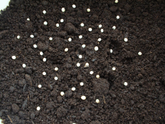 サタンオオカブトの卵