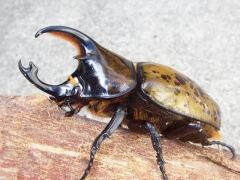 ヒルス・ヒルス