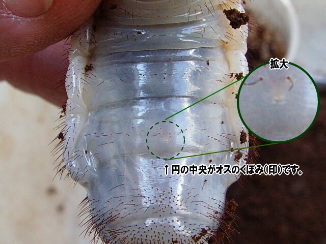 ヘラクレス・ヘラクレス　幼虫オスの印