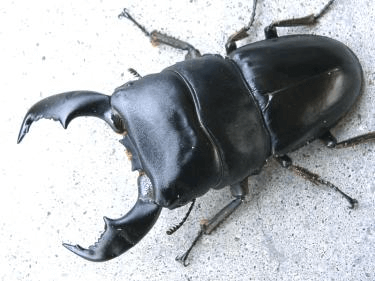 スマトラオオヒラタクワガタ