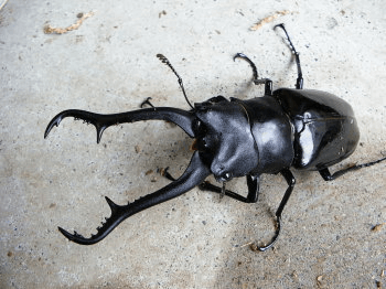 ギラファノコギリクワガタ　マキタイ